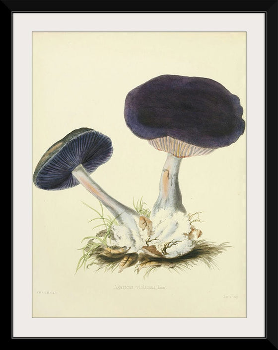 "Illustrations of British Mycology Plate 12 (1847-1855)", Anna Maria Hussey