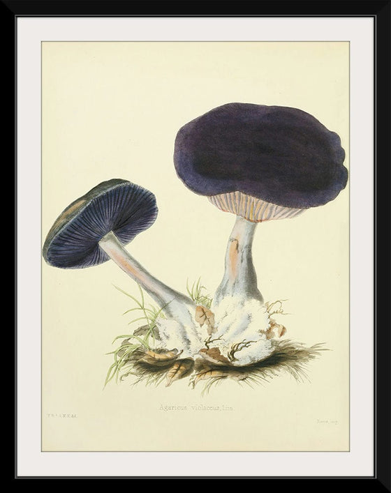 "Illustrations of British Mycology Plate 12 (1847-1855)", Anna Maria Hussey