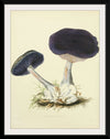 "Illustrations of British Mycology Plate 12 (1847-1855)", Anna Maria Hussey