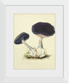 "Illustrations of British Mycology Plate 12 (1847-1855)", Anna Maria Hussey