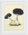 "Illustrations of British Mycology Plate 12 (1847-1855)", Anna Maria Hussey