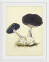 "Illustrations of British Mycology Plate 12 (1847-1855)", Anna Maria Hussey