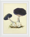 "Illustrations of British Mycology Plate 12 (1847-1855)", Anna Maria Hussey