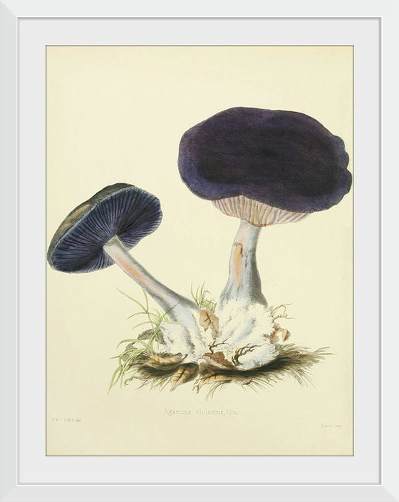 "Illustrations of British Mycology Plate 12 (1847-1855)", Anna Maria Hussey