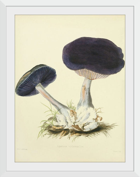 "Illustrations of British Mycology Plate 12 (1847-1855)", Anna Maria Hussey