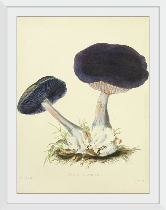 "Illustrations of British Mycology Plate 12 (1847-1855)", Anna Maria Hussey