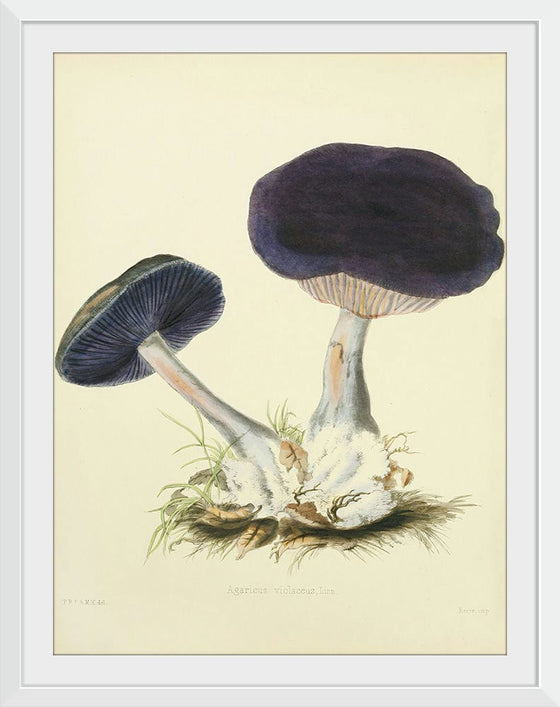 "Illustrations of British Mycology Plate 12 (1847-1855)", Anna Maria Hussey