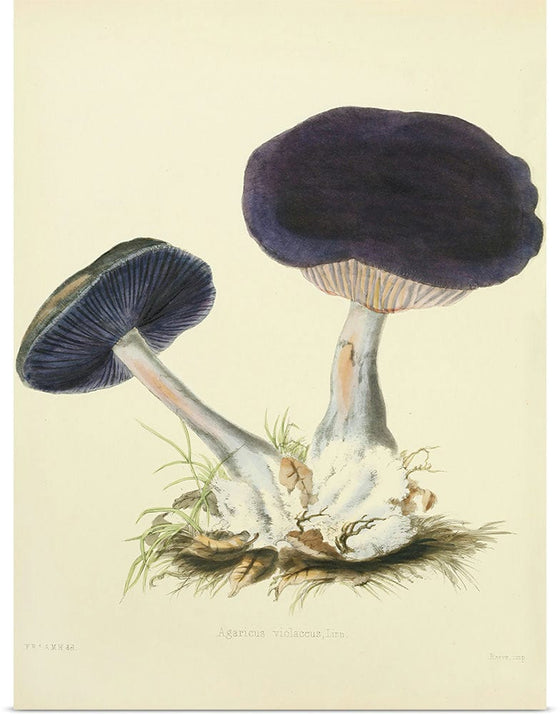 "Illustrations of British Mycology Plate 12 (1847-1855)", Anna Maria Hussey