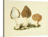 "Illustrations of British Mycology Plate 13 (1847-1855)", Anna Maria Hussey