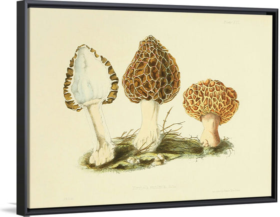 "Illustrations of British Mycology Plate 13 (1847-1855)", Anna Maria Hussey