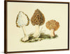 "Illustrations of British Mycology Plate 13 (1847-1855)", Anna Maria Hussey