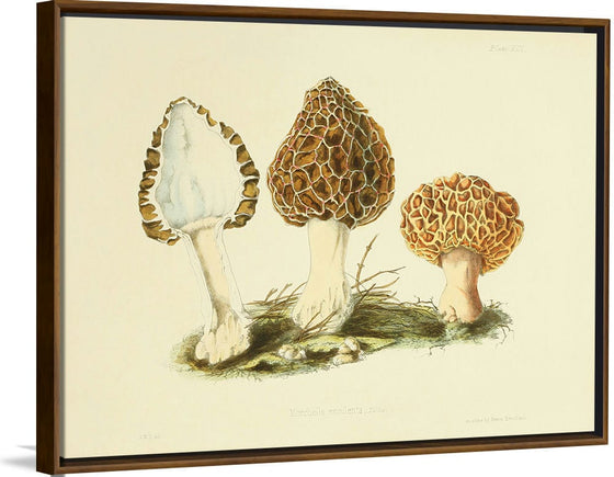 "Illustrations of British Mycology Plate 13 (1847-1855)", Anna Maria Hussey