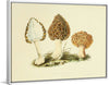 "Illustrations of British Mycology Plate 13 (1847-1855)", Anna Maria Hussey