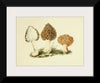 "Illustrations of British Mycology Plate 13 (1847-1855)", Anna Maria Hussey