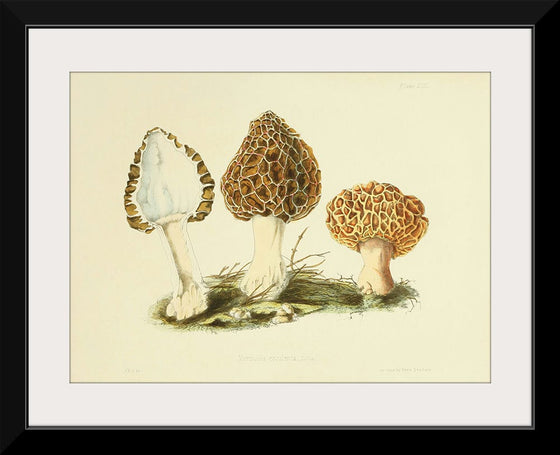 "Illustrations of British Mycology Plate 13 (1847-1855)", Anna Maria Hussey