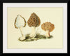 "Illustrations of British Mycology Plate 13 (1847-1855)", Anna Maria Hussey