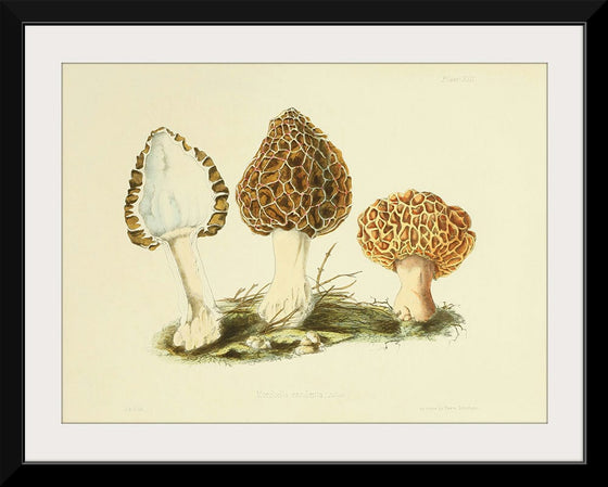 "Illustrations of British Mycology Plate 13 (1847-1855)", Anna Maria Hussey