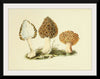 "Illustrations of British Mycology Plate 13 (1847-1855)", Anna Maria Hussey