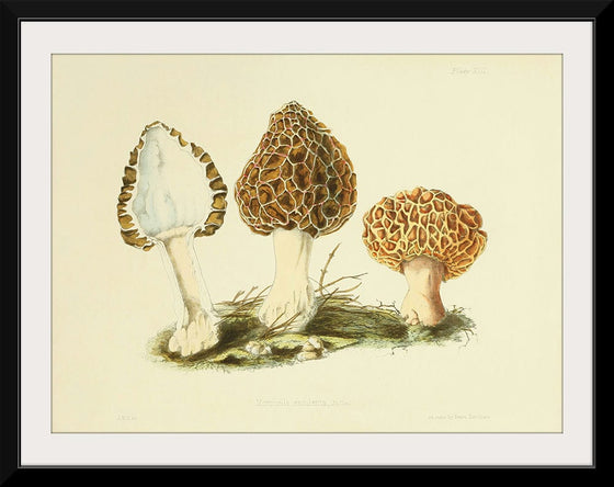 "Illustrations of British Mycology Plate 13 (1847-1855)", Anna Maria Hussey