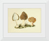 "Illustrations of British Mycology Plate 13 (1847-1855)", Anna Maria Hussey