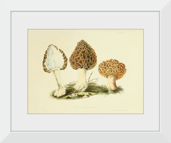 "Illustrations of British Mycology Plate 13 (1847-1855)", Anna Maria Hussey