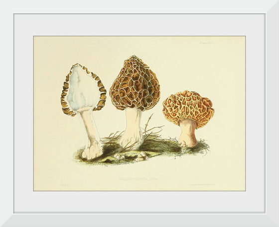 "Illustrations of British Mycology Plate 13 (1847-1855)", Anna Maria Hussey