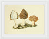 "Illustrations of British Mycology Plate 13 (1847-1855)", Anna Maria Hussey