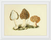 "Illustrations of British Mycology Plate 13 (1847-1855)", Anna Maria Hussey