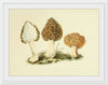 "Illustrations of British Mycology Plate 13 (1847-1855)", Anna Maria Hussey