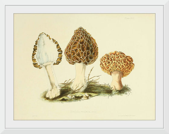 "Illustrations of British Mycology Plate 13 (1847-1855)", Anna Maria Hussey