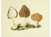 "Illustrations of British Mycology Plate 13 (1847-1855)", Anna Maria Hussey