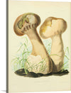 "Illustrations of British Mycology Plate 14 (1847-1855)", Anna Maria Hussey