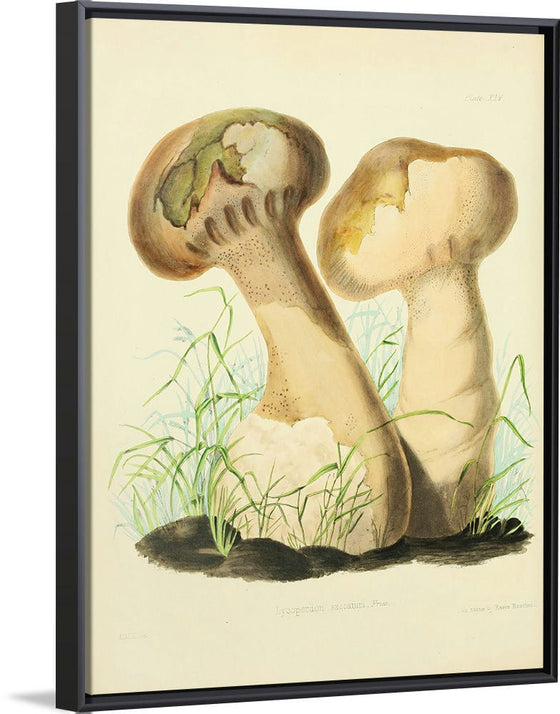 "Illustrations of British Mycology Plate 14 (1847-1855)", Anna Maria Hussey