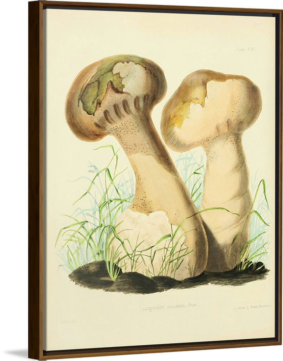 "Illustrations of British Mycology Plate 14 (1847-1855)", Anna Maria Hussey