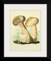 "Illustrations of British Mycology Plate 14 (1847-1855)", Anna Maria Hussey