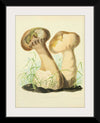 "Illustrations of British Mycology Plate 14 (1847-1855)", Anna Maria Hussey