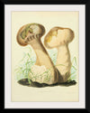 "Illustrations of British Mycology Plate 14 (1847-1855)", Anna Maria Hussey