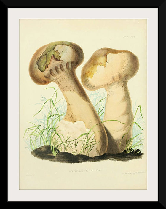 "Illustrations of British Mycology Plate 14 (1847-1855)", Anna Maria Hussey