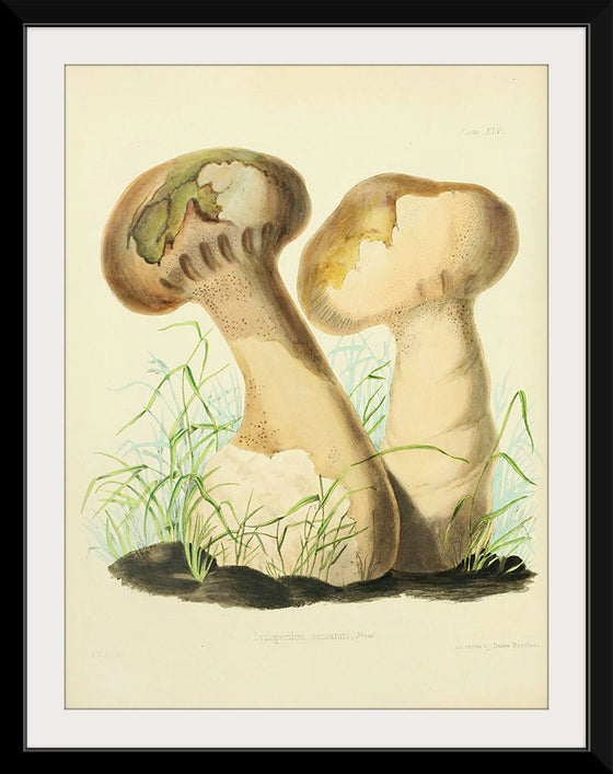 "Illustrations of British Mycology Plate 14 (1847-1855)", Anna Maria Hussey