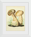 "Illustrations of British Mycology Plate 14 (1847-1855)", Anna Maria Hussey