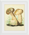 "Illustrations of British Mycology Plate 14 (1847-1855)", Anna Maria Hussey