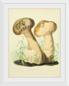 "Illustrations of British Mycology Plate 14 (1847-1855)", Anna Maria Hussey