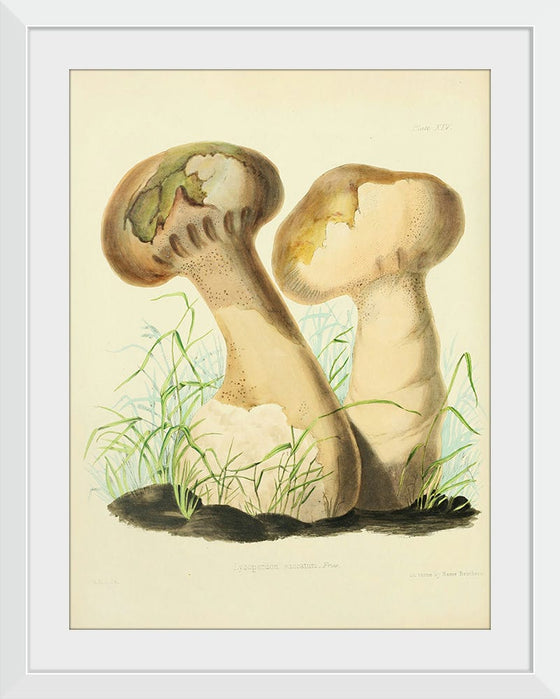 "Illustrations of British Mycology Plate 14 (1847-1855)", Anna Maria Hussey