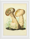 "Illustrations of British Mycology Plate 14 (1847-1855)", Anna Maria Hussey