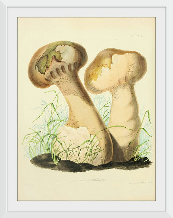 "Illustrations of British Mycology Plate 14 (1847-1855)", Anna Maria Hussey