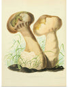 "Illustrations of British Mycology Plate 14 (1847-1855)", Anna Maria Hussey