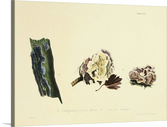 "Illustrations of British Mycology Plate 20 (1847-1855)", Anna Maria Hussey