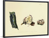 "Illustrations of British Mycology Plate 20 (1847-1855)", Anna Maria Hussey