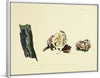 "Illustrations of British Mycology Plate 20 (1847-1855)", Anna Maria Hussey