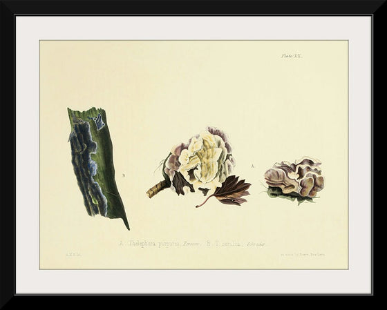 "Illustrations of British Mycology Plate 20 (1847-1855)", Anna Maria Hussey